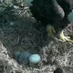 Illustration for article titled This Bald Eagle Nest-Cam Is What You Need Right Now